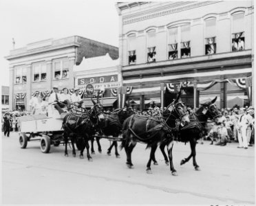 A wagon pulled by four mules, passing before a reviewing stand (not visible) on which President Harry S. Truman was... - NARA - 199902