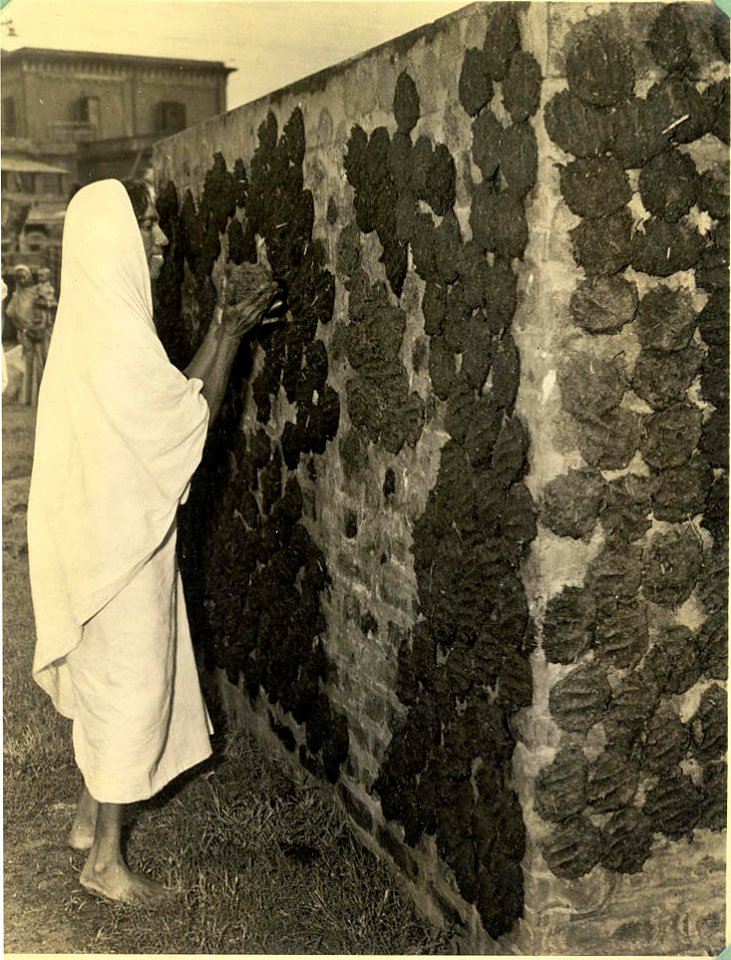 A woman drying cow-dung to be used as fuel in Calcutta in 1945