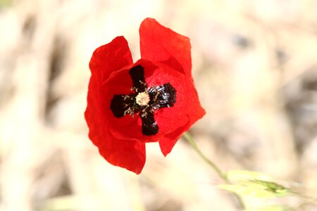 Red snowdrop papaver rhoeas