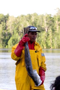 A worker unloads fish at the Maria Bintang Laut& fish cooperative in Pomako (4874419699) photo