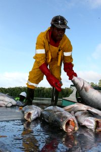A worker unloads fish at the Maria Bintang Laut& fish cooperative in Pomako (4875026392) photo
