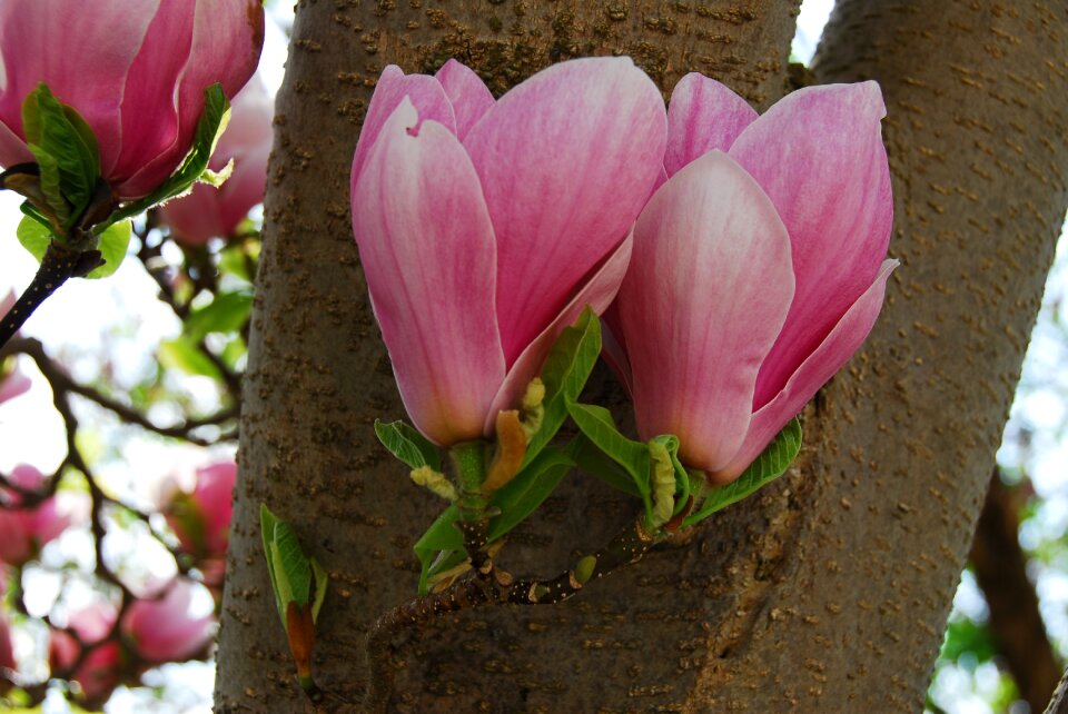 Garden leaf magnolia