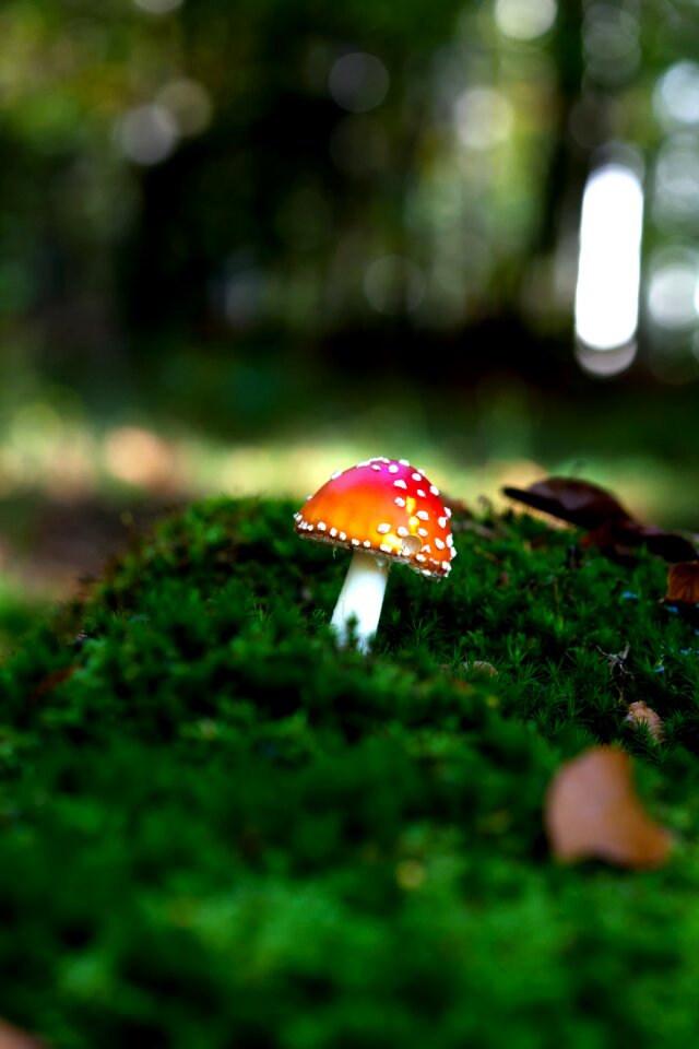 Seasons leaves nature
