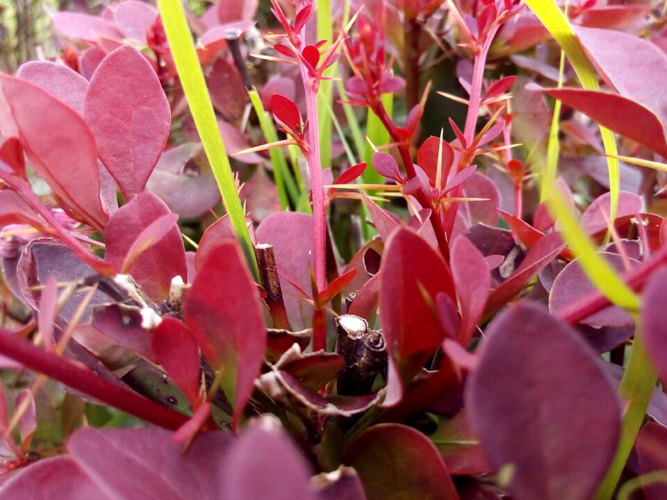 Red thickets barberry