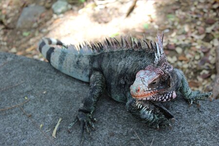 Crawling lizard colorful
