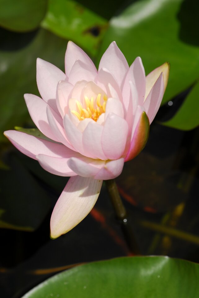 Puddle leaf water lily