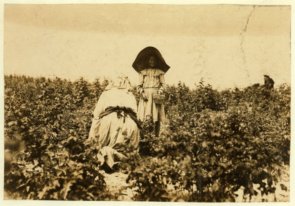 A young berry picker on Bottomley's farm, near Baltimore, Md. She worked one winter at Youngs Island, S.C. Mother says, 'No more.' LOC nclc.00015