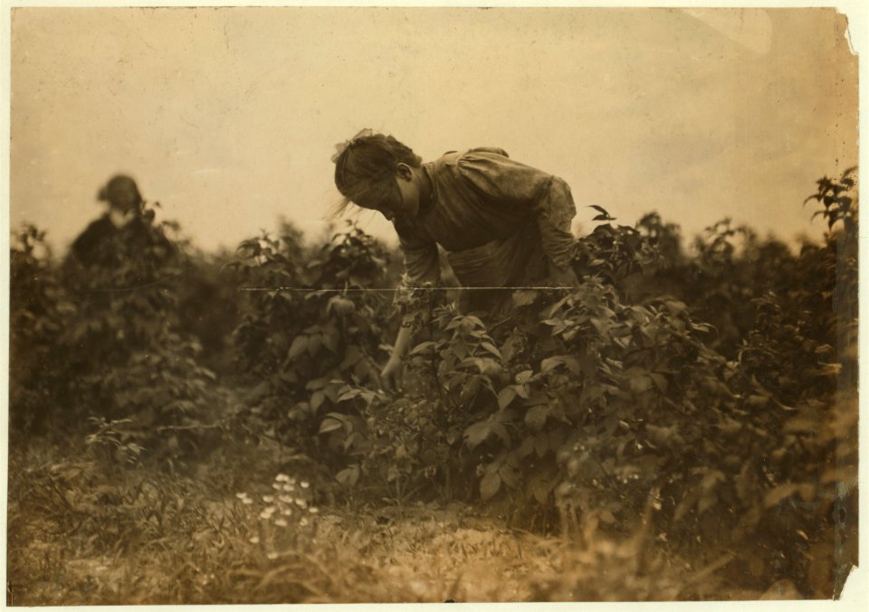 A young berry picker on a Rock Creek farm near Baltimore, Md. LOC nclc.00023