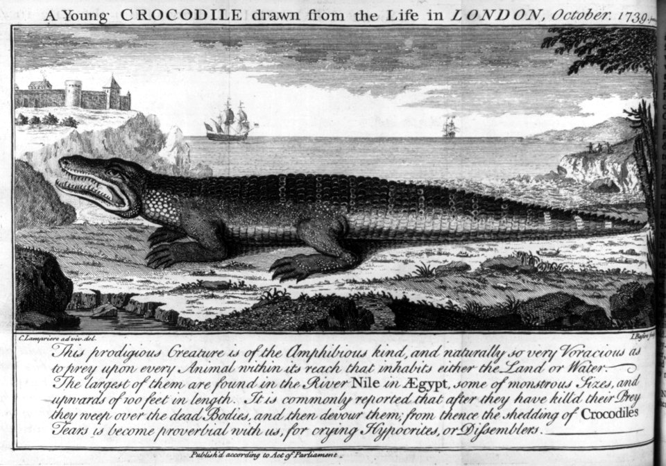 A young crocodile drawn from the life in London, October 1739 LCCN2007677056