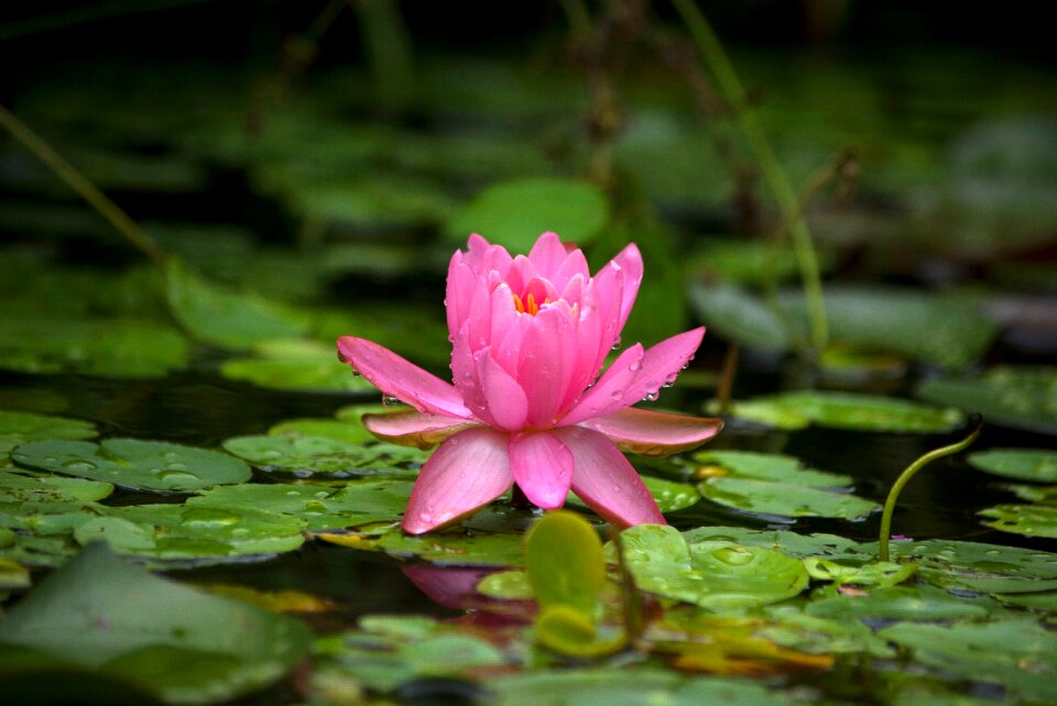 Water lilies pond summer