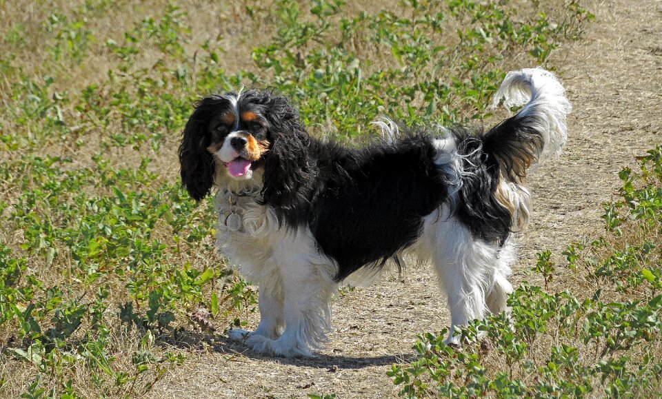 Canine puppy purebred
