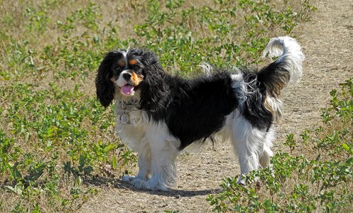 Canine puppy purebred