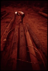 A-cat-skinner-works-in-post-fire-salvage-operations-caterpillar-tractors-are-used-to-haul-logs-to-landing-area-seen-here-where-they-are-loaded-onto-trucks-september-1973 7007009284 o
