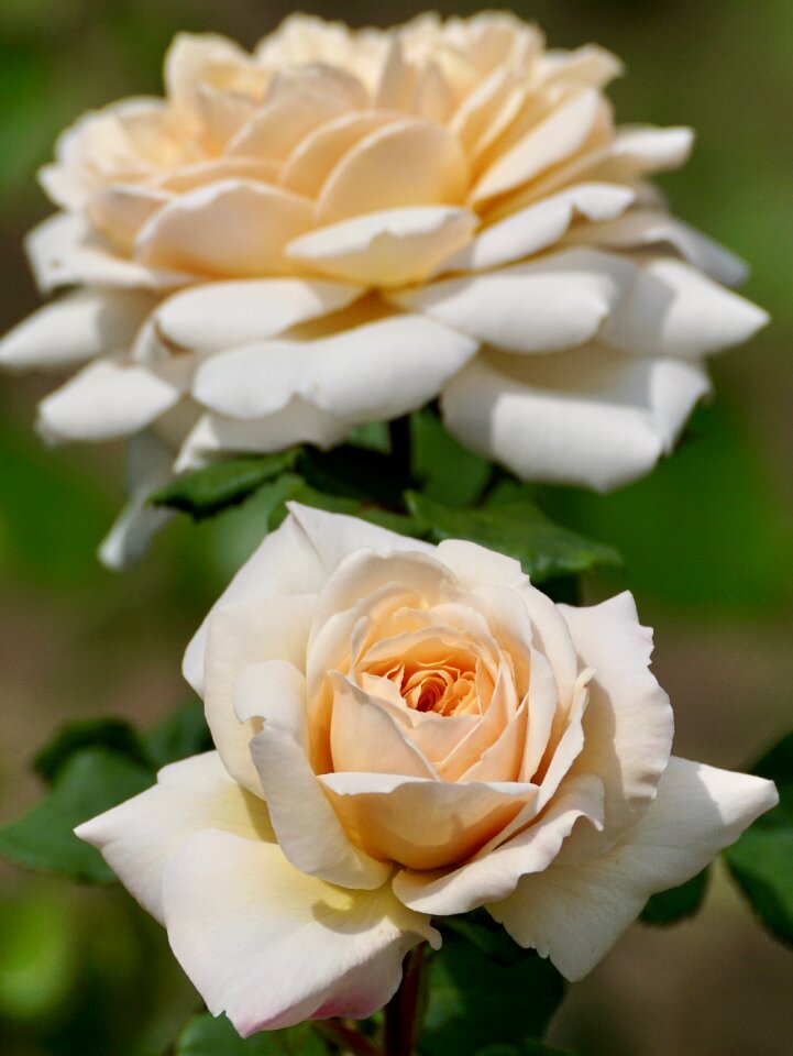 Bloom plant nature