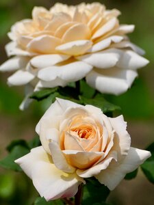 Bloom plant nature