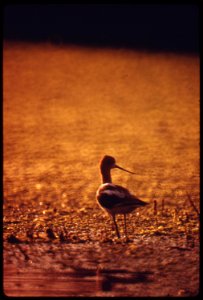 A-bird-looks-for-its-meal-at-buena-vista-lagoon-june-1975 7158936718 o