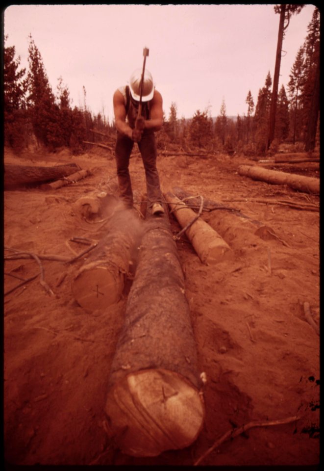 A-cat-skinner-works-in-post-fire-salvage-operations-caterpillar-tractors-are-used-to-haul-logs-to-landing-area-seen-here-where-they-are-loaded-onto-trucks-september-1973 7153101517 o