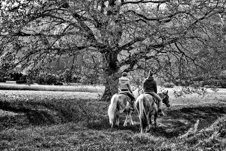 Horse showed two nature