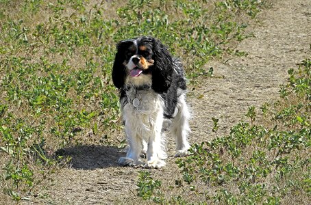 Canine puppy purebred