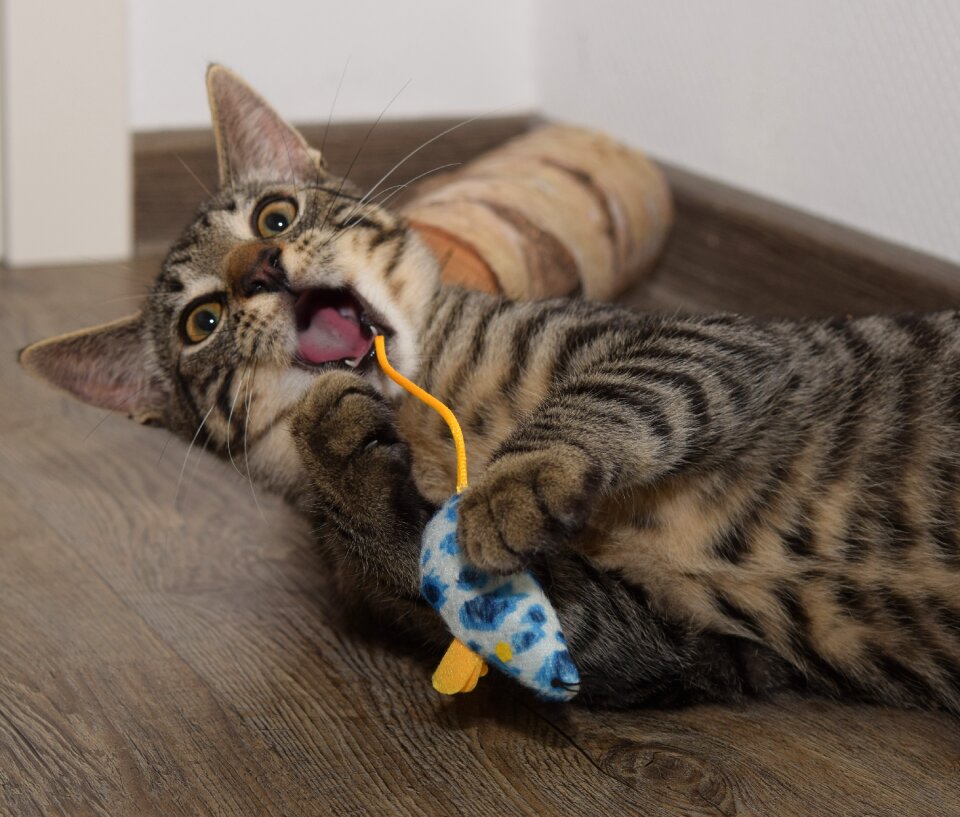 Cute catch hunting