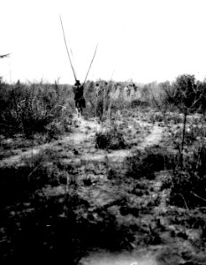 A. fiskare med nät nära floden. Gran Chaco, Rio Pilcomayo. Bolivia - SMVK - 004667
