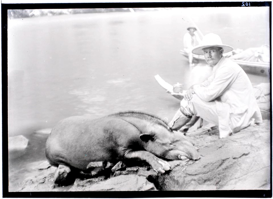 A. Franssen Herdersschee, leider van de Tapanahoni-expeditie 1904, bij een geschoten tapir aan de Boven-Tapanahoni-rivier in Marowijne