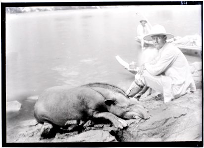 A. Franssen Herdersschee, leider van de Tapanahoni-expeditie 1904, bij een geschoten tapir aan de Boven-Tapanahoni-rivier in Marowijne