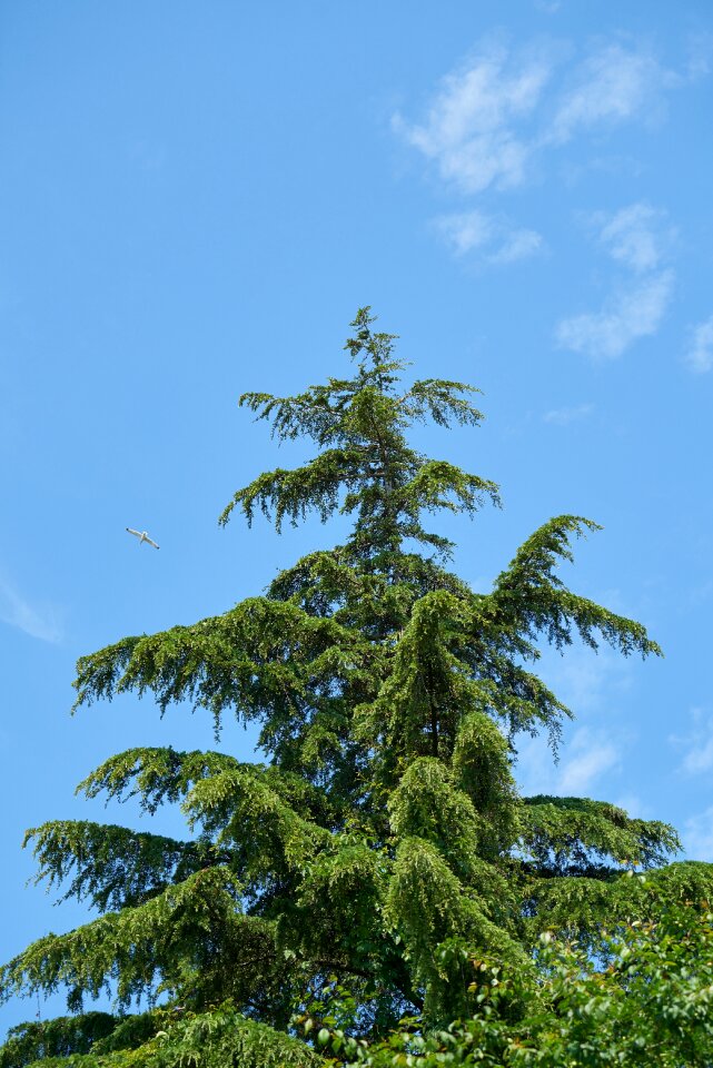 Pine trees forest landscape
