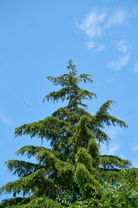 Pine trees forest landscape photo