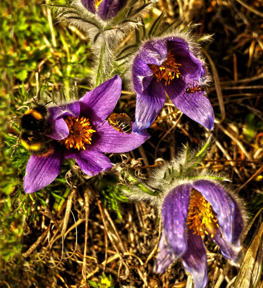 Spring flower frühlingsblüher pasqueflower