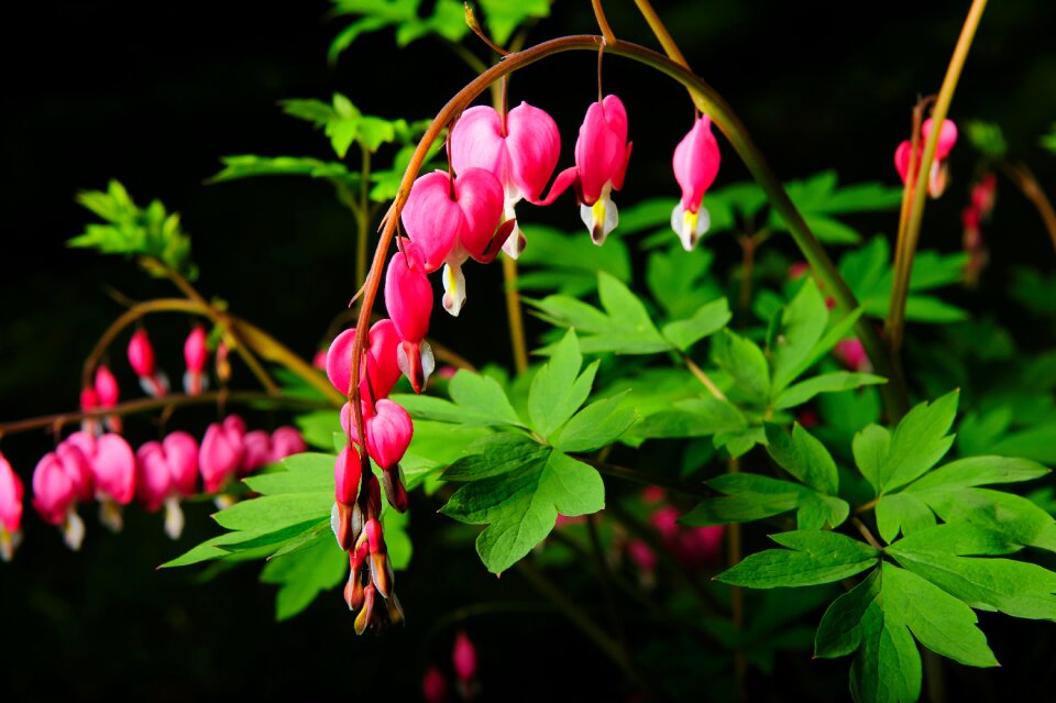 Garden outdoors flower