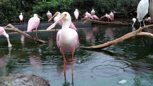 Ali pink flamingos beak