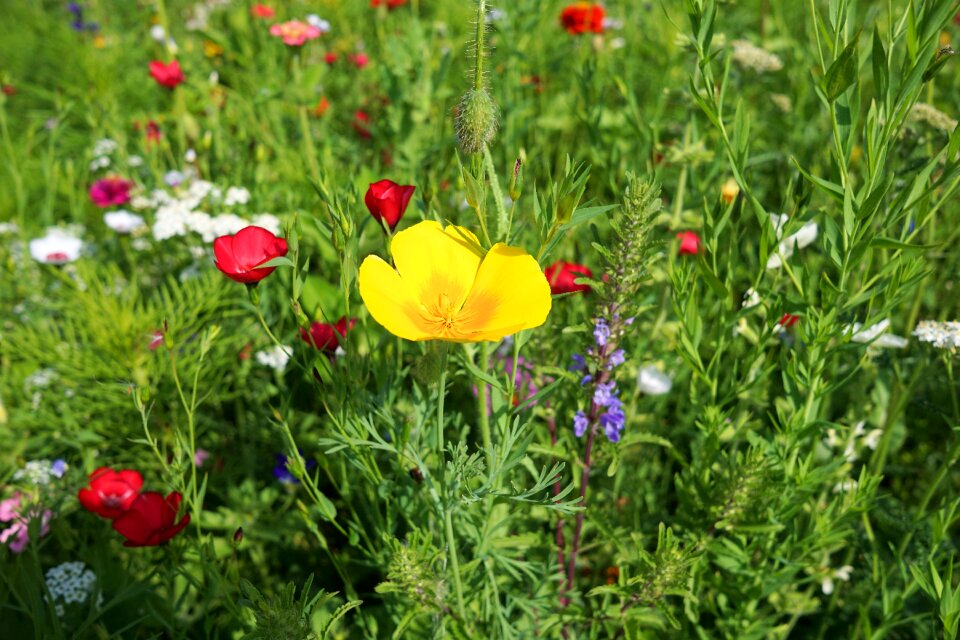 Bloom meadow nature