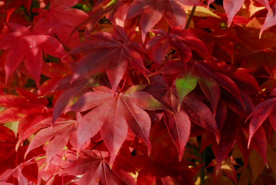 Season bright wine