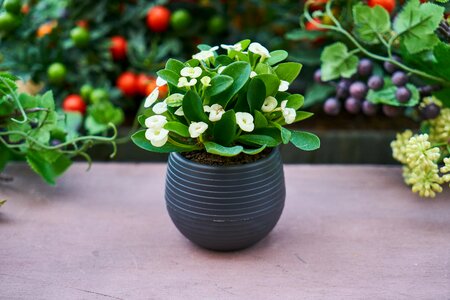 Chlorophyll photosynthesis vegetation