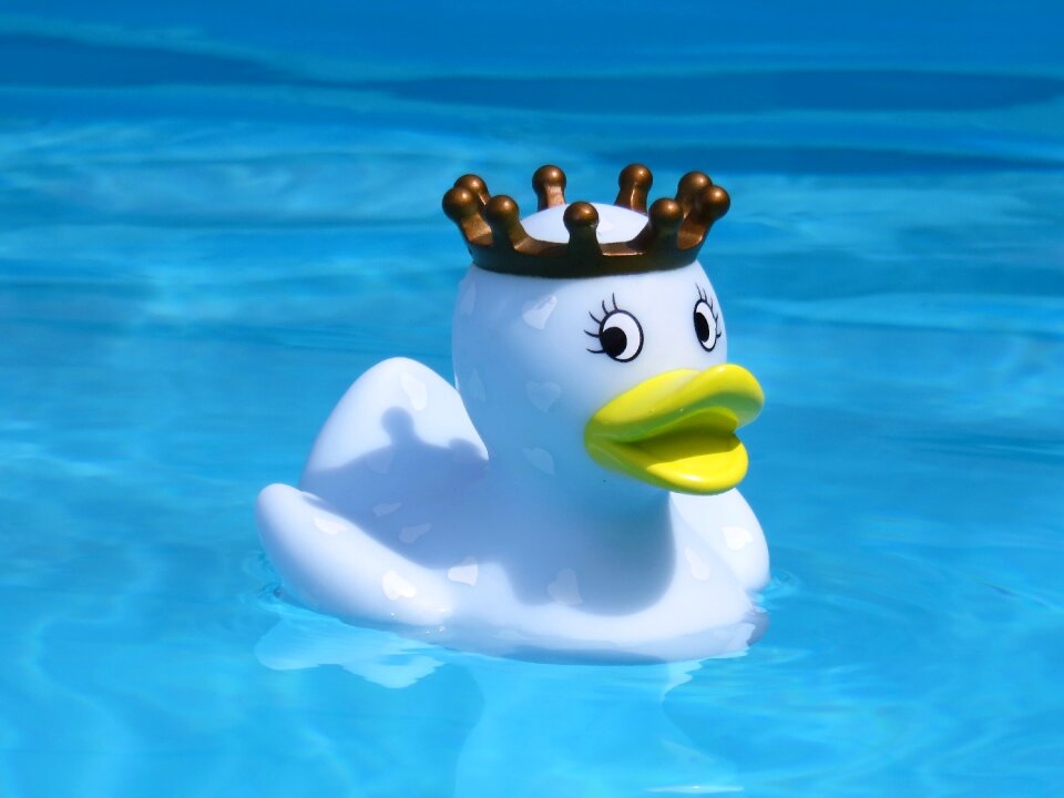 Swim funny summer queen