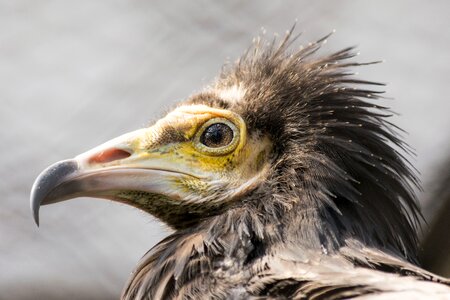 Feather animal portrait photo