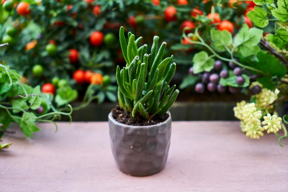 Chlorophyll photosynthesis vegetation