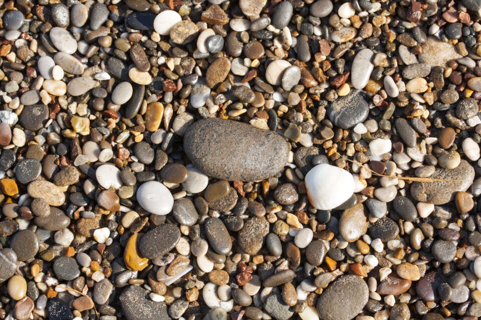 Macro beach nature