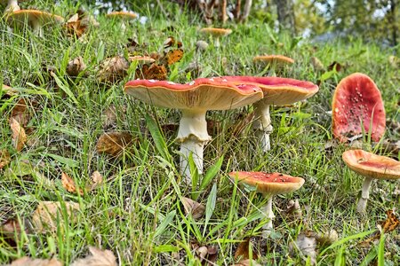Mushroom forest garden photo