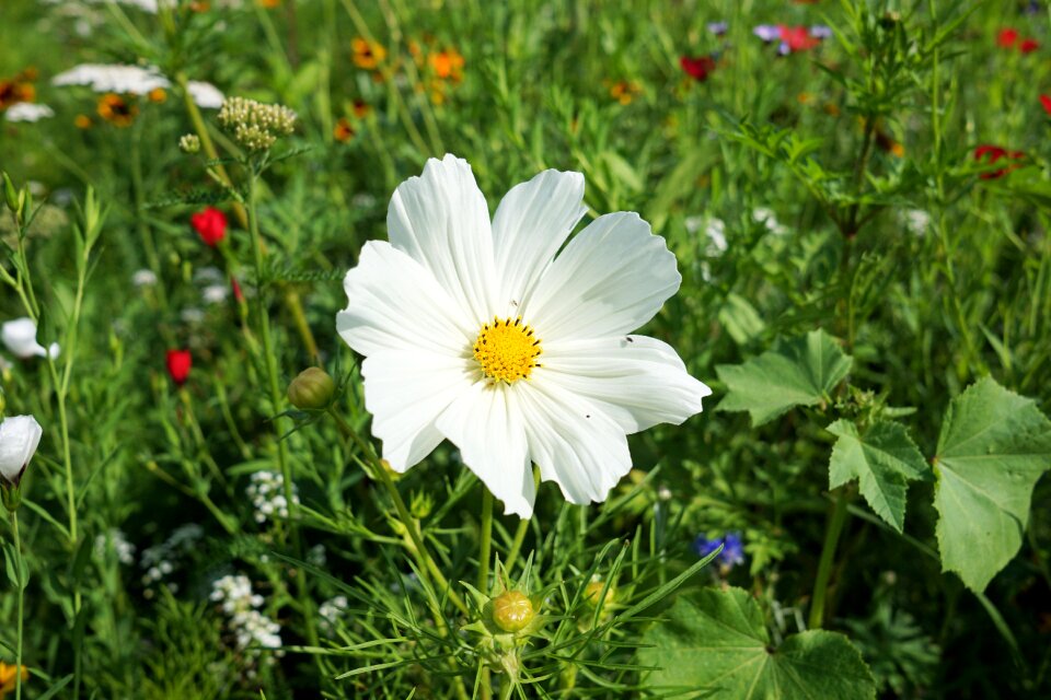 Meadow nature summer