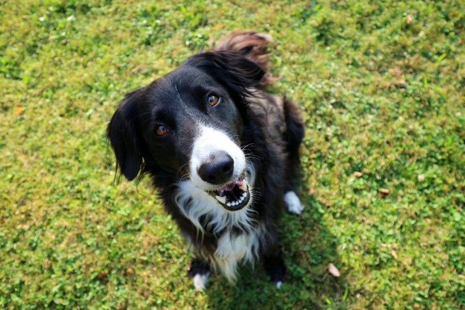 Purebred dog collie border photo