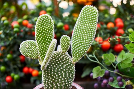 Chlorophyll photosynthesis vegetation