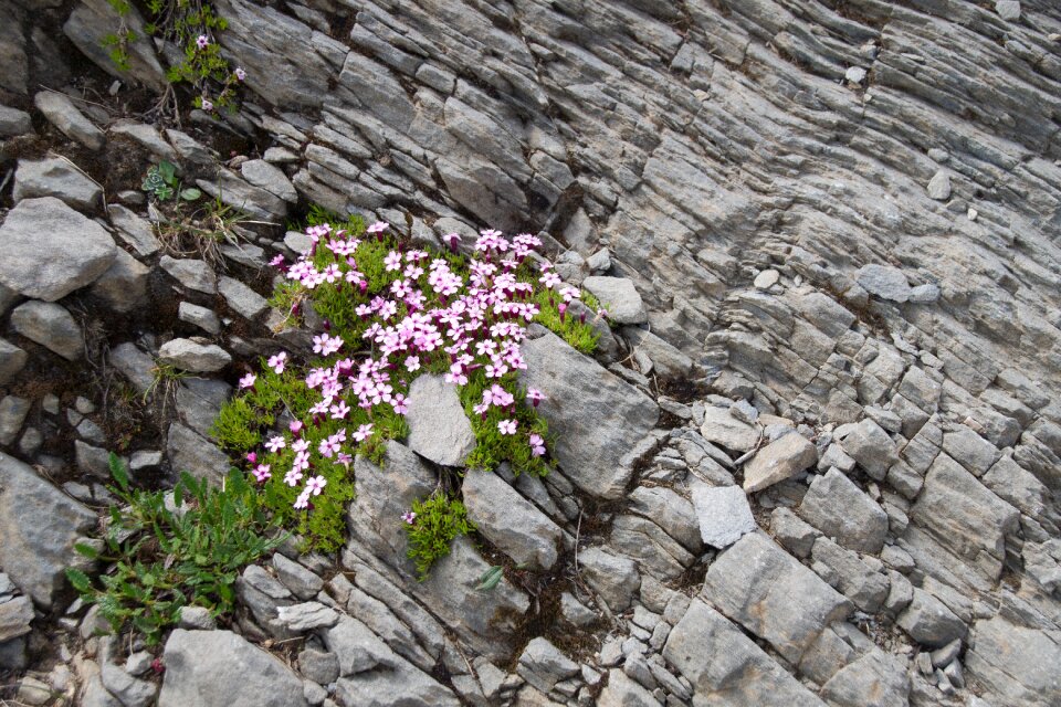 Plant flower hiking