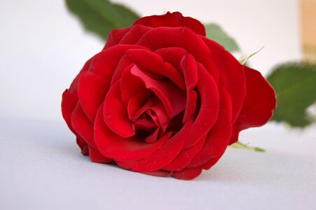 Petal gift romantic