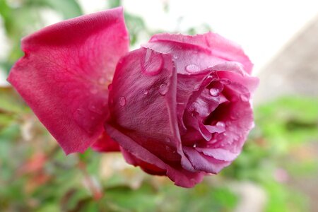 Rose petal close up photo