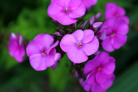 Close up plant purple flower