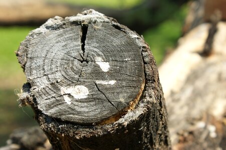 Tree outdoors bark photo