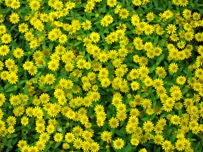 Yellow flowers wild flowers photo