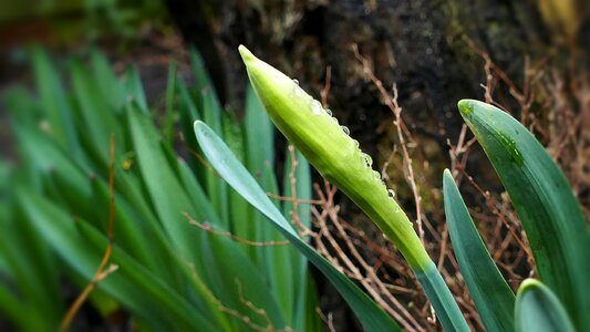 Closed nature plant